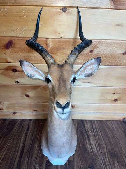 African Impala Shoulder Mount