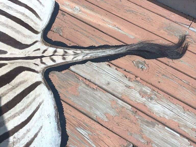 Zebra Rug (10’ nose to tail & 59” wide)