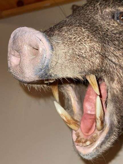 Collared Peccary "Skunk Pig" Shoulder Mount