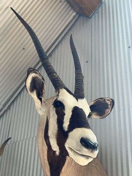 Gemsbok- South African Oryx Shoulder Mount