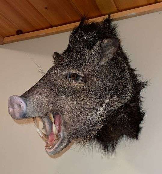 Collared Peccary "Skunk Pig" Shoulder Mount