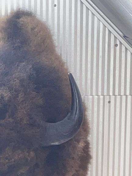 American Bison "Buffalo" Shoulder Mount