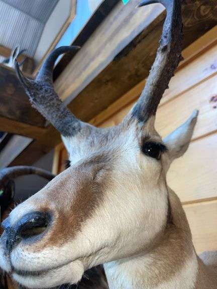 American Pronghorn Antelope Shoulder Mount- 38” long