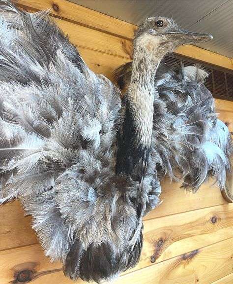 Texas Emu 4’ wide & 32” long Mount