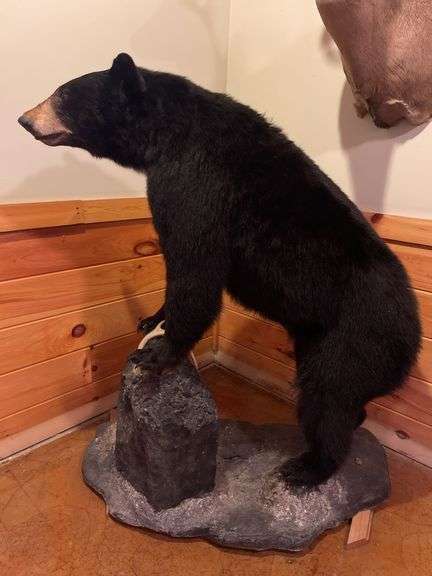 Taxidermist Mounts, Wildlife Art & Bronze Statues- Ryan Lewis Estate (Elsie MI)