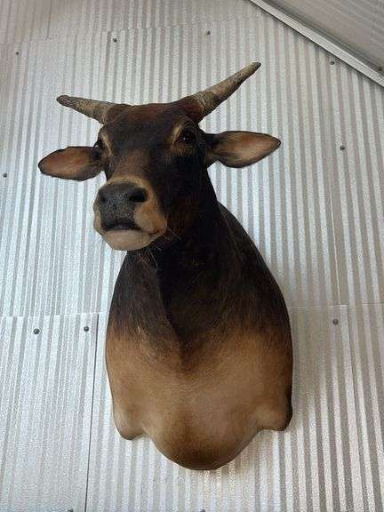 Banteng-Tembadau “Southeast Asia Wild Cattle” Shoulder Mount