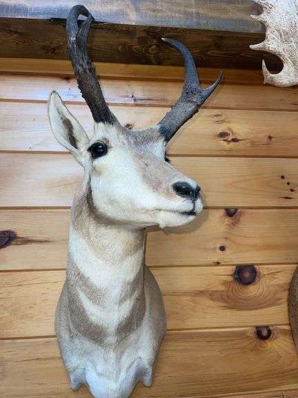 American Pronghorn Antelope Shoulder Mount- 38” long