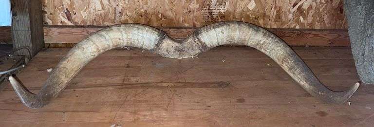 Texas Longhorn 41” Horns