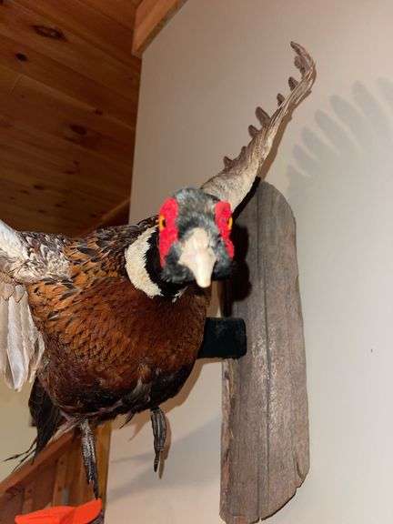 Ring Necked "In Flight" Pheasant Mount