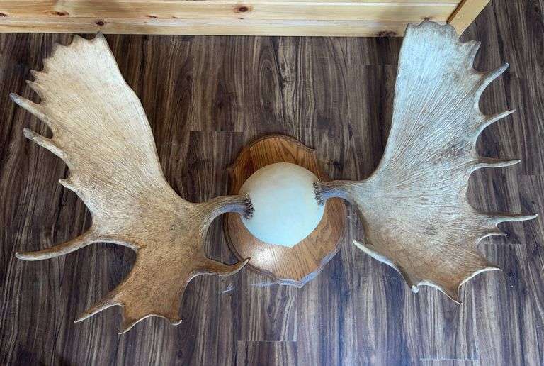Alaskan Moose Antlers Mount- 4’ wide & 32” long