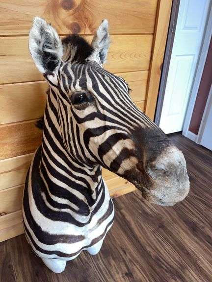 African Zebra Shoulder Mount- 44” long