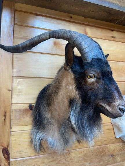 Catalina Goat Shoulder Mount- 32” long