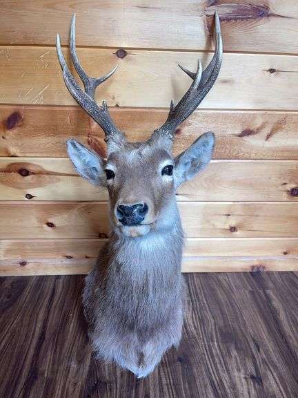 8- Point Sika Deer Shoulder Mount