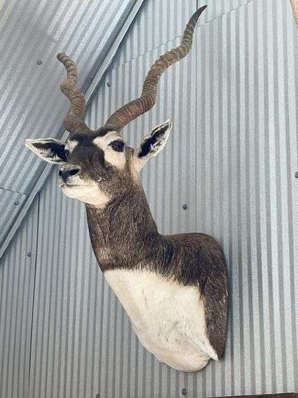 Blackbuck Indian Antelope Shoulder Mount