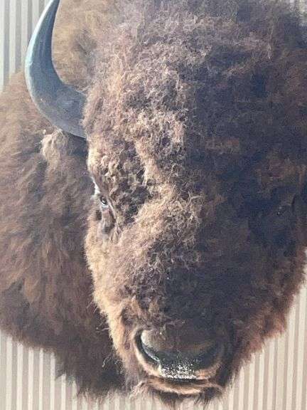 American Bison "Buffalo" Shoulder Mount