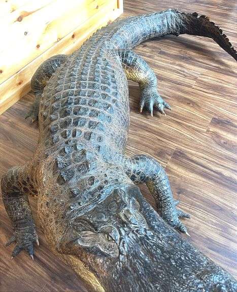 Floridian 11’ 9” long from tip to tip American Alligator