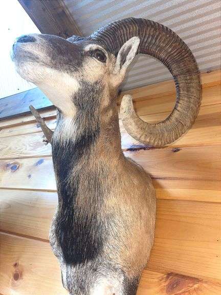 Corsican Sheep- 30” long
