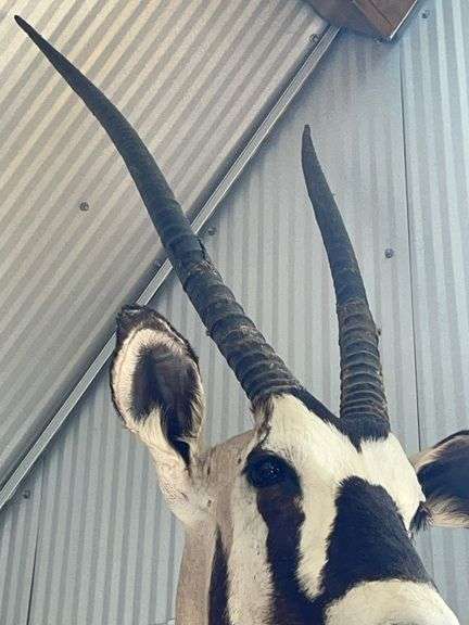 Gemsbok- South African Oryx Shoulder Mount
