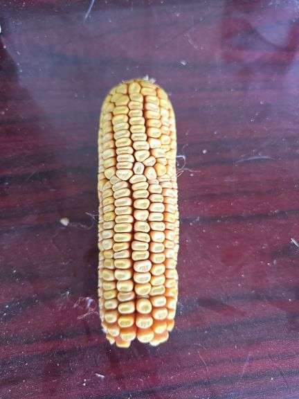 Bag of Corn