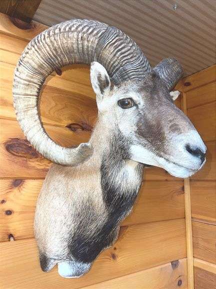 Corsican Sheep- 30” long