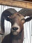 Mouflon Wild Sheep Shoulder Mount