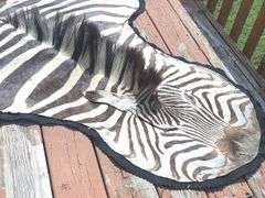 Zebra Rug (10’ nose to tail & 59” wide)