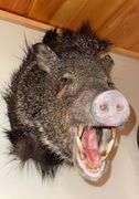Collared Peccary "Skunk Pig" Shoulder Mount