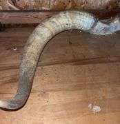 Texas Longhorn 41” Horns