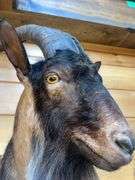 Catalina Goat Shoulder Mount- 32” long