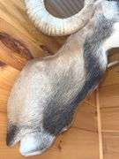 Corsican Sheep- 30” long