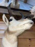 American Pronghorn Antelope Shoulder Mount- 38” long