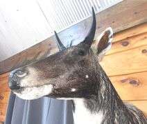 Exotic Asian Nilgai "Blue Bull" Shoulder Mount- 4’ long