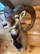 Corsican Sheep- 30” long