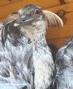 Texas Emu 4’ wide & 32” long Mount
