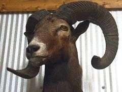 Mouflon Wild Sheep Shoulder Mount