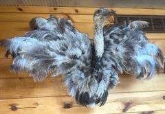 Texas Emu 4’ wide & 32” long Mount