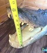 Floridian 11’ 9” long from tip to tip American Alligator
