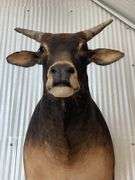 Banteng-Tembadau “Southeast Asia Wild Cattle” Shoulder Mount