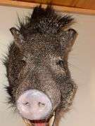 Collared Peccary "Skunk Pig" Shoulder Mount