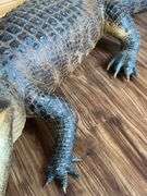 Floridian 11’ 9” long from tip to tip American Alligator