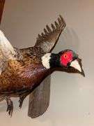 Ring Necked "In Flight" Pheasant Mount