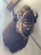 American Bison "Buffalo" Shoulder Mount