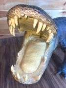 Floridian 11’ 9” long from tip to tip American Alligator