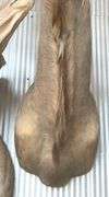 Exotic Male Kudo Shoulder Mount & Female Kudo Shoulder Mount