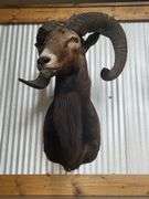 Mouflon Wild Sheep Shoulder Mount