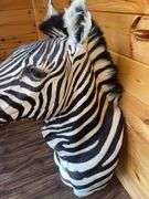 African Zebra Shoulder Mount- 44” long