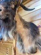 Catalina Goat Shoulder Mount- 32” long