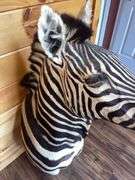 African Zebra Shoulder Mount- 44” long