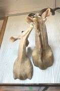 Exotic Male Kudo Shoulder Mount & Female Kudo Shoulder Mount