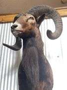 Mouflon Wild Sheep Shoulder Mount